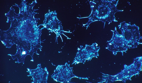 Biologische Verträglichkeit von Materialien und MEdizinprodukten - Biokompatibilität